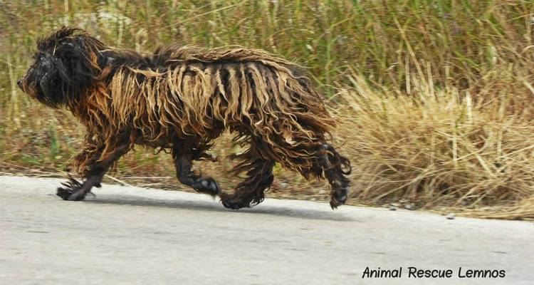 Animal Rescue Lemnos: Έ&kappa;&kappa;&lambda;&eta;&sigma;&eta; &beta;&omicron;ή&theta;&epsilon;&iota;&alpha;&sigmaf; &gamma;&iota;&alpha; &tau;&omicron;&nu; &alpha;&delta;έ&sigma;&pi;&omicron;&tau;&omicron; &Lambda;ά&mu;&pi;&rho;&omicron; &pi;&omicron;&upsilon; &pi;ά&sigma;&chi;&epsilon;&iota; &alpha;&pi;ό &Kappa;&alpha;&lambda;&alpha;&zeta;ά&rho; (photos)