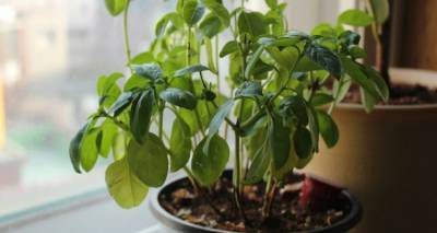 Πώς να επαναφέρετε στη ζωή τον μαραμένο βασιλικό σας μέσα σε 12 ώρες | Με ένα κόλπο 5 δευτερολέπτων