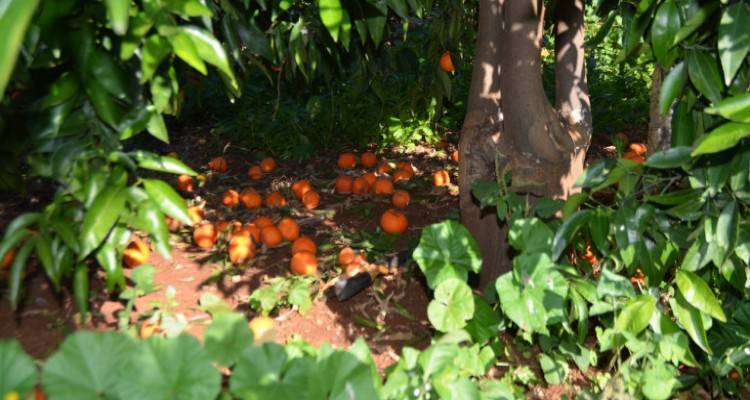 ΕΛΓΑ: Πιο γρήγορες οι αποζημιώσεις με τη βοήθεια της τεχνολογίας