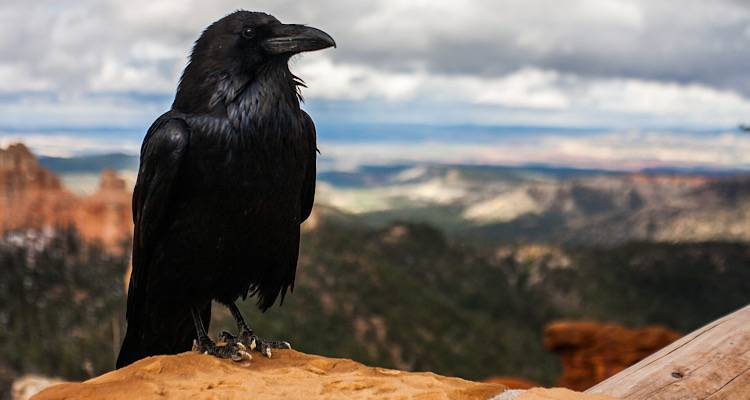 Κυνηγετικός Σύλλογος Λήμνου: Συνεχίζεται το πρόγραμμα ελέγχου του πληθυσμού των κορακοειδών
