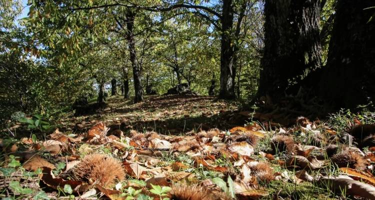 Θεσσαλονίκη: Χειροπέδες σε 65χρονο για παράνομη υλοτομία -Δεσμεύθηκαν περίπου τρεις τόνοι ξυλείας