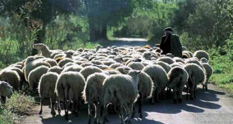 Λήμνος: Αναγκαία η λήψη μέτρων για τον καταρροϊκό πυρετό προβάτου