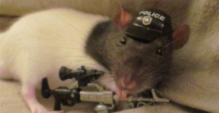 Ολλανδία: Δέκα αρουραίοι... προσελήφθησαν στην αστυνομία