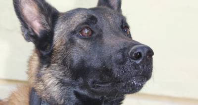 &Delta;&eta;&lambda;&eta;&tau;&eta;&rho;ί&alpha;&sigma;&alpha;&nu; &tau;&omicron;&nu; Echo, &tau;&omicron;&nu; &pi;&iota;&omicron; &gamma;&nu;&omega;&sigma;&tau;ό &tau;&omicron;&nu; &sigma;&kappa;ύ&lambda;&omicron; &alpha;&nu;ί&chi;&nu;&epsilon;&upsilon;&sigma;&eta;&sigmaf; -&Eta; &iota;&alpha;&tau;&rho;&omicron;&delta;&iota;&kappa;&alpha;&sigma;&tau;&iota;&kappa;ή έ&kappa;&theta;&epsilon;&sigma;&eta; &kappa;ά&nu;&epsilon;&iota; &lambda;ό&gamma;&omicron; &gamma;&iota;&alpha; &tau;&omicron;&xi;&iota;&kappa;ό&tau;&eta;&tau;&alpha;