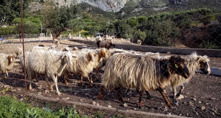 Οκτώ νέα μέτρα για την αντιμετώπιση της ευλογιάς αιγοπροβάτων | Πάνω από 327.000 ζώα θανατώθηκαν