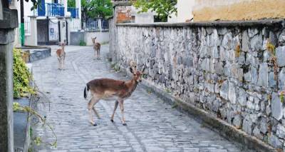 &Phi;&omega;&tau;ό: &Nu;&iota;&kappa;ό&lambda;&alpha;&sigmaf; &Gamma;&iota;&alpha;&nu;&nu;&alpha;&kappa;&omicron;ύ&delta;&eta;&sigmaf;