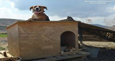 Έκκληση για σπιτάκια σκύλων από το Φιλοζωικό Σωματείο Λήμνου