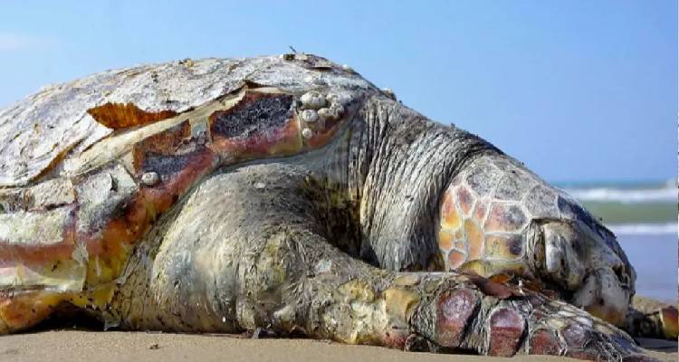 Θεσσαλονίκη: Θαλάσσια χελώνα εντοπίστηκε νεκρή στην παραλία Αγίας Τριάδας