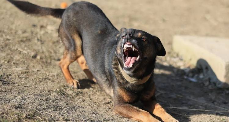 Λάρισα: Αδέσποτος σκύλος δάγκωσε στο χέρι 12χρονη και την έστειλε στο νοσοκομείο