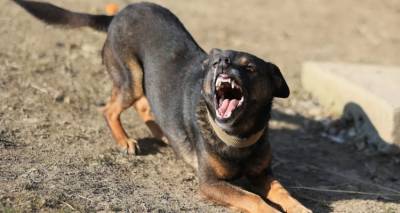 Λάρισα: Αδέσποτος σκύλος δάγκωσε στο χέρι 12χρονη και την έστειλε στο νοσοκομείο