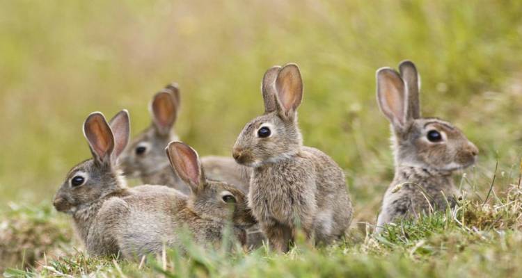 ΕΛΓΑ: Πορίσματα εκτίμησης ζημιών από αγριοκούνελα σε καλλιέργειες της Λήμνου
