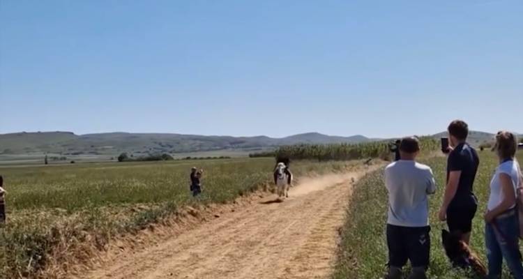 Λήμνος: Έτρεξαν «για το καλό» φέτος τα άλογα στην Καλλιόπη.