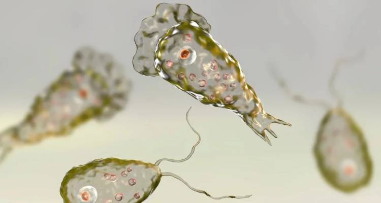 Άνδρας πέθανε από αμοιβάδα που καταστρέφει τον εγκέφαλο |  Είχε κάνει ρινικές πλύσεις με νερό της βρύσης