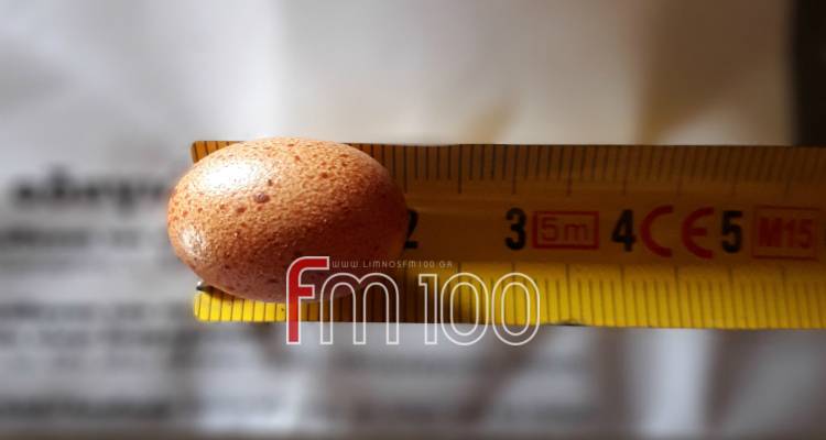 Λήμνος: Βρήκε αυγό κότας ύψους 2 εκατοστών! Έσπασε το παγκόσμιο ρεκόρ; (photos)