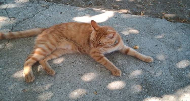 Βρέθηκε γάτος στο Διαπόρι