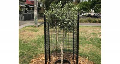 Νέο ελαιόδεντρο στην Πλατεία Λήμνου Albert Park