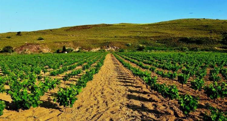&Delta;&omicron;&kappa;&iota;&mu;ά&zeta;&omega; &epsilon;&xi;&alpha;ί&sigma;&iota;&alpha; &kappa;&rho;&alpha;&sigma;&iota;ά &sigma;&tau;&eta; &Lambda;ή&mu;&nu;&omicron;, &tau;&eta; &mu;&omicron;&sigma;&chi;ά&tau;&eta;
