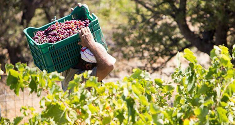 &Lambda;ή&mu;&nu;&omicron;&sigmaf;: &Tau;&rho;&omicron;&pi;&omicron;&pi;&omicron;&iota;ή&sigma;&epsilon;&iota;&sigmaf; &sigma;&tau;&omicron; &pi;&rho;ό&gamma;&rho;&alpha;&mu;&mu;&alpha; &tau;&rho;&upsilon;&gamma;&eta;&tau;&omicron;ύ &alpha;&pi;ό &tau;&omicron;&nu; &Alpha;&Sigma; &Lambda;ή&mu;&nu;&omicron;&upsilon;