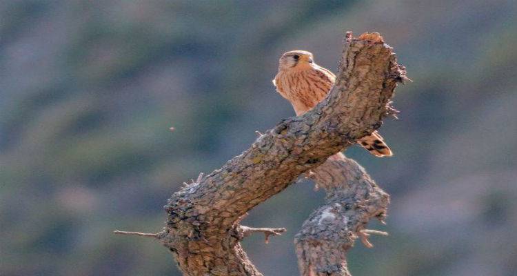 Αη Στράτης: Ο αρχέγονος δρυμώνας του Αιγαίου (photos)