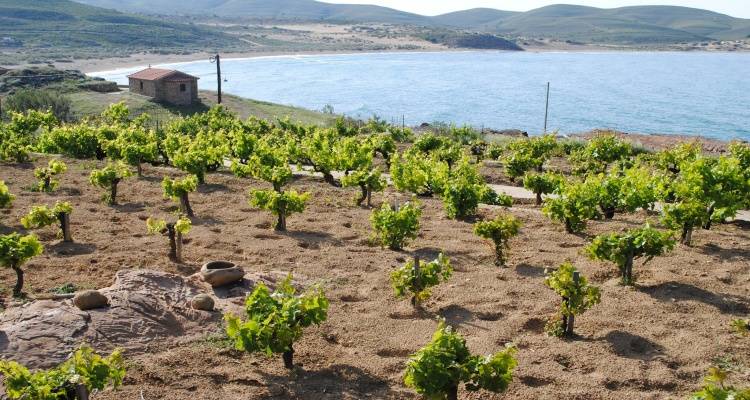 Καθεστώς χορήγησης νέων αδειών φύτευσης αμπελώνων με οινοποιήσιμες ποικιλίες: έναρξη υποβολής αιτήσεων για το έτος 2025