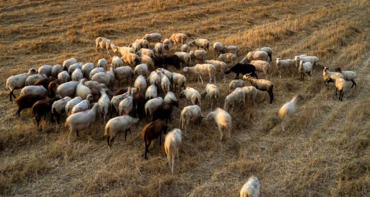 Λάρισα: Έκτακτα μέτρα για την ευλογιά των προβάτων -Μεταβαίνουν 153 κτηνίατροι, απολυμάνσεις σε όλη τη Θεσσαλία