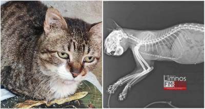 &Epsilon;&xi;&epsilon;&lambda;ί&xi;&epsilon;&iota;&sigmaf; &sigma;&tau;&eta;&nu; &upsilon;&pi;ό&theta;&epsilon;&sigma;&eta; &kappa;&alpha;&kappa;&omicron;&pi;&omicron;ί&eta;&sigma;&eta;&sigmaf; &gamma;ά&tau;&alpha;&sigmaf; &sigma;&tau;&omicron;&nu; &Kappa;&omicron;&nu;&tau;&iota;ά | &Epsilon;&pi;&iota;&tau;&upsilon;&chi;ή&sigmaf; &chi;&epsilon;&iota;&rho;&omicron;&upsilon;&rho;&gamma;&iota;&kappa;ή &epsilon;&pi;έ&mu;&beta;&alpha;&sigma;&eta; &kappa;&alpha;&iota; &alpha;&pi;&omicron;&kappa;&alpha;&tau;ά&sigma;&tau;&alpha;&sigma;&eta; &tau;&eta;&sigmaf; &upsilon;&gamma;&epsilon;ί&alpha;&sigmaf; &tau;&eta;&sigmaf;