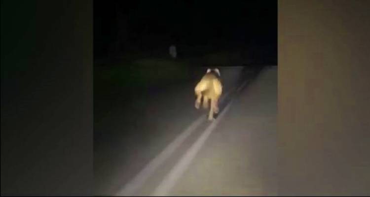 Εντοπίστηκε λυκόσκυλο στο δρόμο Δάφνη – Ατσική στη Λήμνο