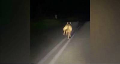 &Epsilon;&nu;&tau;&omicron;&pi;ί&sigma;&tau;&eta;&kappa;&epsilon; &lambda;&upsilon;&kappa;ό&sigma;&kappa;&upsilon;&lambda;&omicron; &sigma;&tau;&omicron; &delta;&rho;ό&mu;&omicron; &Delta;ά&phi;&nu;&eta; &ndash; &Alpha;&tau;&sigma;&iota;&kappa;ή &sigma;&tau;&eta; &Lambda;ή&mu;&nu;&omicron;