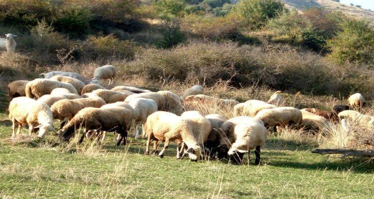 &Mu;&epsilon; έ&xi;&omicron;&delta;&alpha; &tau;&omega;&nu; &kappa;&tau;&eta;&nu;&omicron;&tau;&rho;ό&phi;&omega;&nu; &tau;&eta;&sigmaf; &Lambda;ή&mu;&nu;&omicron;&upsilon; &omicron; &epsilon;&mu;&beta;&omicron;&lambda;&iota;&alpha;&sigma;&mu;ό&sigmaf; &kappa;&alpha;&tau;ά &tau;&omicron;&upsilon; &kappa;&alpha;&tau;&alpha;&rho;&rho;&omicron;ϊ&kappa;&omicron;ύ &pi;&upsilon;&rho;&epsilon;&tau;&omicron;ύ