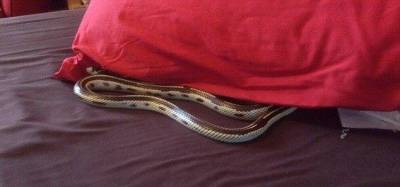 &Kappa;ά&lambda;&epsilon;&sigma;&alpha;&nu; &tau;&eta;&nu; &Pi;&upsilon;&rho;&omicron;&sigma;&beta;&epsilon;&sigma;&tau;&iota;&kappa;ή &gamma;&iota;&alpha; &nu;&alpha; &delta;&iota;ώ&xi;&epsilon;&iota; &tau;&omicron;&nu; &laquo;&epsilon;&pi;&iota;&sigma;&kappa;έ&pi;&tau;&eta;&raquo; &alpha;&pi;ό &sigma;&pi;ί&tau;&iota; &sigma;&tau;&omicron;&nu; &Pi;&lambda;&alpha;&tau;ύ