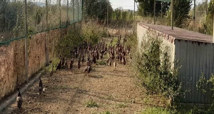 &Lambda;ή&mu;&nu;&omicron;&sigmaf;: &Nu;έ&alpha; &pi;&alpha;&rho;&alpha;&lambda;&alpha;&beta;ή &phi;&alpha;&sigma;&iota;&alpha;&nu;ώ&nu; &alpha;&pi;ό &tau;&omicron;&nu; &Kappa;&upsilon;&nu;&eta;&gamma;&epsilon;&tau;&iota;&kappa;ό &Sigma;ύ&lambda;&lambda;&omicron;&gamma;&omicron;