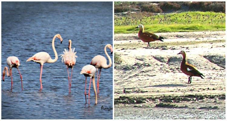 &Tau;&alpha; &phi;&lambda;&alpha;&mu;ί&gamma;&kappa;&omicron;&sigmaf; &kappa;&alpha;&iota; &omicron;&iota; &kappa;&alpha;&sigma;&tau;&alpha;&nu;ό&chi;&eta;&nu;&epsilon;&sigmaf; &tau;&eta;&sigmaf; &Lambda;ή&mu;&nu;&omicron;&upsilon;
