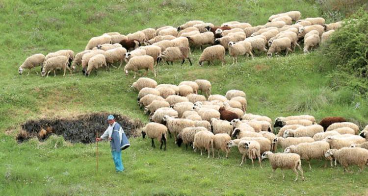 Λήμνος: Ξεκίνησαν οι αιτήσεις για την οικονομική ενίσχυση κτηνοτρόφων λόγω covid-19