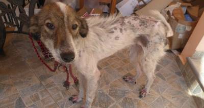 Animal Rescue Lemnos: Έ&kappa;&kappa;&lambda;&eta;&sigma;&eta; &gamma;&iota;&alpha; &phi;&iota;&lambda;&omicron;&xi;&epsilon;&nu;ί&alpha; &sigma;&kappa;&upsilon;&lambda;&iota;&omicron;ύ &pi;&omicron;&upsilon; &chi;&rho;&epsilon;&iota;ά&zeta;&epsilon;&tau;&alpha;&iota; &sigma;&pi;ί&tau;&iota; &epsilon;&gamma;&kappa;&alpha;ί&rho;&omega;&sigmaf; (photos)