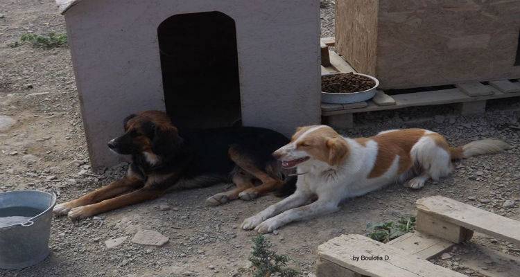 &Alpha;&iota;&mu;&omicron;&lambda;&eta;&psi;ί&epsilon;&sigmaf; &sigma;&tau;&alpha; &alpha;&delta;έ&sigma;&pi;&omicron;&tau;&alpha; &tau;&eta;&sigmaf; &Lambda;ή&mu;&nu;&omicron;&upsilon; &gamma;&iota;&alpha; &tau;&omicron; &pi;&rho;&omega;&tau;ό&zeta;&omega;&omicron; &tau;&eta;&sigmaf; &nu;ό&sigma;&omicron;&upsilon; &Kappa;&alpha;&lambda;&alpha;&zeta;ά&rho;