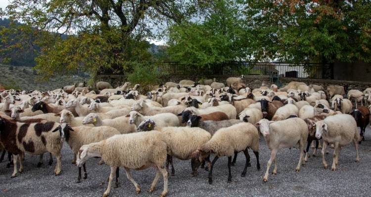 «Υπαρξιακός κίνδυνος για τη φέτα και τις εξαγωγές» ο εμβολιασμός για την ευλογιά, λένε στελέχη του ΥΠΑΑΤ