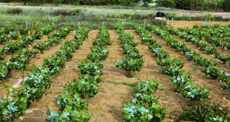 &Alpha;&mu;&pi;&epsilon;&lambda;&omicron;&kappa;&alpha;&lambda;&lambda;&iota;&epsilon;&rho;&gamma;&eta;&tau;έ&sigmaf; &Lambda;ή&mu;&nu;&omicron;&upsilon;: &Phi;ό&beta;&omicron;&iota; &kappa;&alpha;&iota; &gamma;&iota;&alpha; &tau;&eta; &phi;&epsilon;&tau;&iota;&nu;ή &sigma;&omicron;&delta;&epsilon;&iota;ά