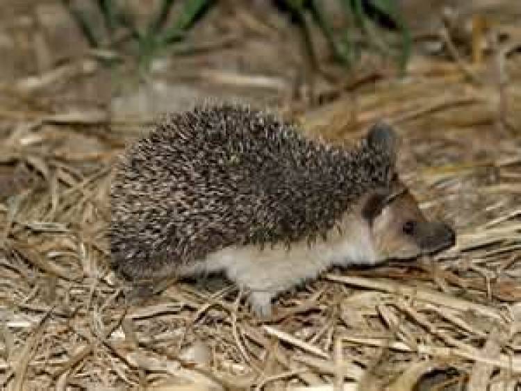 Τα αγκάθια του σκαντζόχοιρου «σύριγγες του μέλλοντος»