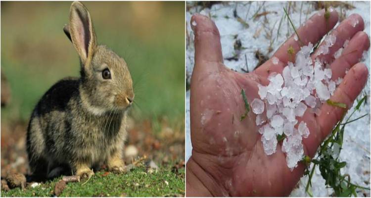 ΕΛΓΑ: Πορίσματα εκτίμησης ζημιών από αγριοκούνελα και χαλάζι σε καλλιέργειες της Δ.Ε. Ατσικής