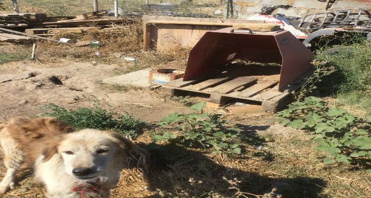 Λήμνος: Καταγγελία για σκυλιά που ζούσαν κάτω από ακατάλληλες συνθήκες (photos)