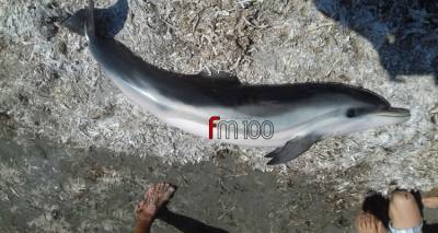 &Nu;&epsilon;&kappa;&rho;ό &delta;&epsilon;&lambda;&phi;ί&nu;&iota; &sigma;&tau;&omicron; &Kappa;έ&rho;&omicron;&sigmaf; (photos)