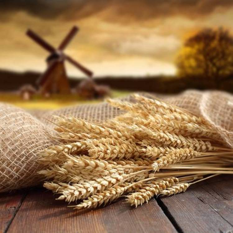 &Beta;-&gamma;&lambda;&upsilon;&kappa;ά&nu;&eta; &kappa;&alpha;&iota; &mu;&epsilon;ί&omega;&sigma;&eta; &tau;&eta;&sigmaf; &chi;&omicron;&lambda;&eta;&sigma;&tau;&epsilon;&rho;ό&lambda;&eta;&sigmaf;