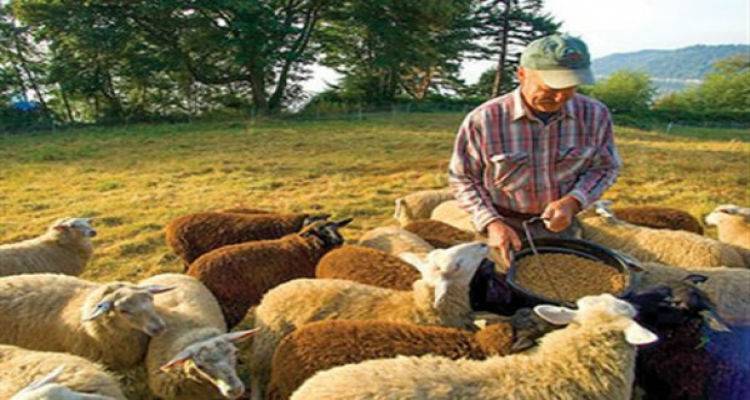 Προς πληρωμή δικαιούχοι βιολογικής κτηνοτροφίας σε Λέσβο και Λήμνο