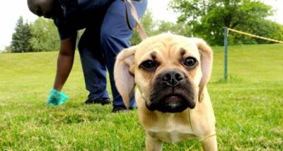 &Delta;ή&mu;&omicron;&sigmaf; &Lambda;ή&mu;&nu;&omicron;&upsilon;: &Upsilon;&pi;&omicron;&chi;&rho;έ&omega;&sigma;&eta; &tau;&omega;&nu; &iota;&delta;&iota;&omicron;&kappa;&tau;&eta;&tau;ώ&nu; &kappa;&alpha;&tau;&omicron;&iota;&kappa;&iota;&delta;ί&omega;&nu; &nu;&alpha; &sigma;&upsilon;&lambda;&lambda;έ&gamma;&omicron;&upsilon;&nu; &tau;&alpha; &pi;&epsilon;&rho;&iota;&tau;&tau;ώ&mu;&alpha;&tau;&alpha; &tau;&omega;&nu; &zeta;ώ&omega;&nu; &tau;&omicron;&upsilon;&sigmaf;