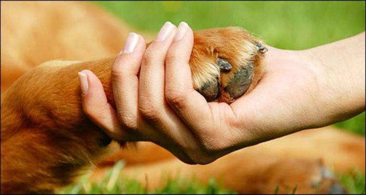 &Tau;&omicron; Animal Rescue Lemnos &alpha;&pi;&alpha;&nu;&tau;ά &sigma;&tau;&omicron; &Phi;&iota;&lambda;&omicron;&zeta;&omega;&iota;&kappa;ό &Sigma;&omega;&mu;&alpha;&tau;&epsilon;ί&omicron; &Lambda;ή&mu;&nu;&omicron;&upsilon;