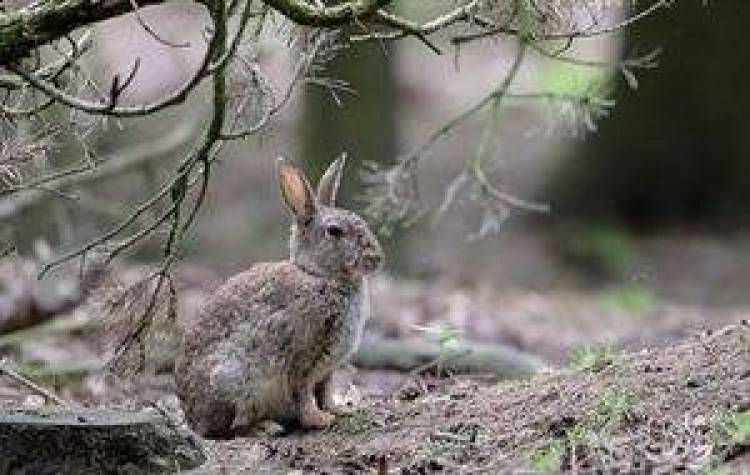 &Epsilon;&rho;ώ&tau;&eta;&sigma;&eta; &gamma;&iota;&alpha; &tau;&alpha; &alpha;&gamma;&rho;&iota;&omicron;&kappa;&omicron;ύ&nu;&epsilon;&lambda;&alpha; &tau;&eta;&sigmaf; &Lambda;ή&mu;&nu;&omicron;&upsilon; &kappa;&alpha;&tau;έ&theta;&epsilon;&sigma;&epsilon; &omicron; &Pi;&alpha;ύ&lambda;&omicron;&sigmaf; &Beta;&omicron;&gamma;&iota;&alpha;&tau;&zeta;ή&sigmaf;