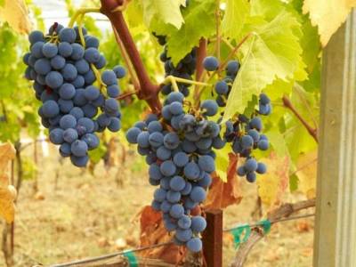 &Nu;έ&alpha; &delta;&iota;&kappa;&alpha;&iota;ώ&mu;&alpha;&tau;&alpha; &sigma;&tau;&eta; &phi;ύ&tau;&epsilon;&upsilon;&sigma;&eta; &alpha;&mu;&pi;&epsilon;&lambda;ώ&nu;&omega;&nu;