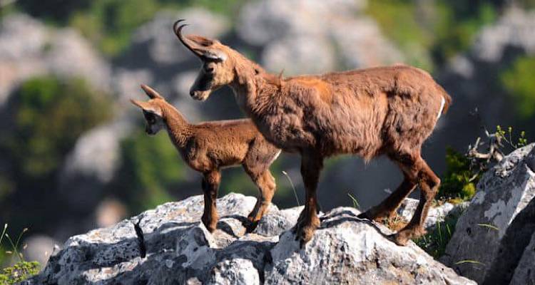&Alpha;&psi;&iota;&mu;&alpha;&chi;ί&epsilon;&sigmaf; &gamma;&iota;&alpha; &tau;&alpha; &alpha;&nu;&epsilon;&pi;&iota;&tau;ή&rho;&eta;&tau;&alpha; &alpha;&gamma;&rho;&iota;&omicron;&kappa;ά&tau;&sigma;&iota;&kappa;&alpha; &tau;&omicron;&upsilon; &Alpha;&gamma;ί&omicron;&upsilon; &Epsilon;&upsilon;&sigma;&tau;&rho;&alpha;&tau;ί&omicron;&upsilon;.