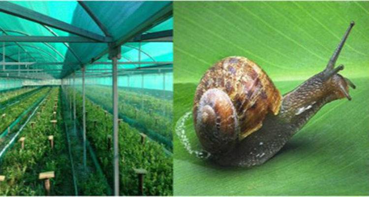 Πρότυπη μονάδα παραγωγής σαλιγκαριών στη Λήμνο