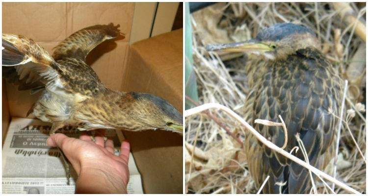 Ήταυρος ένας ιδιαίτερος επισκέπτης στη Λήμνο (photo)